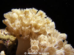 soft coral by Abdullah Samman 